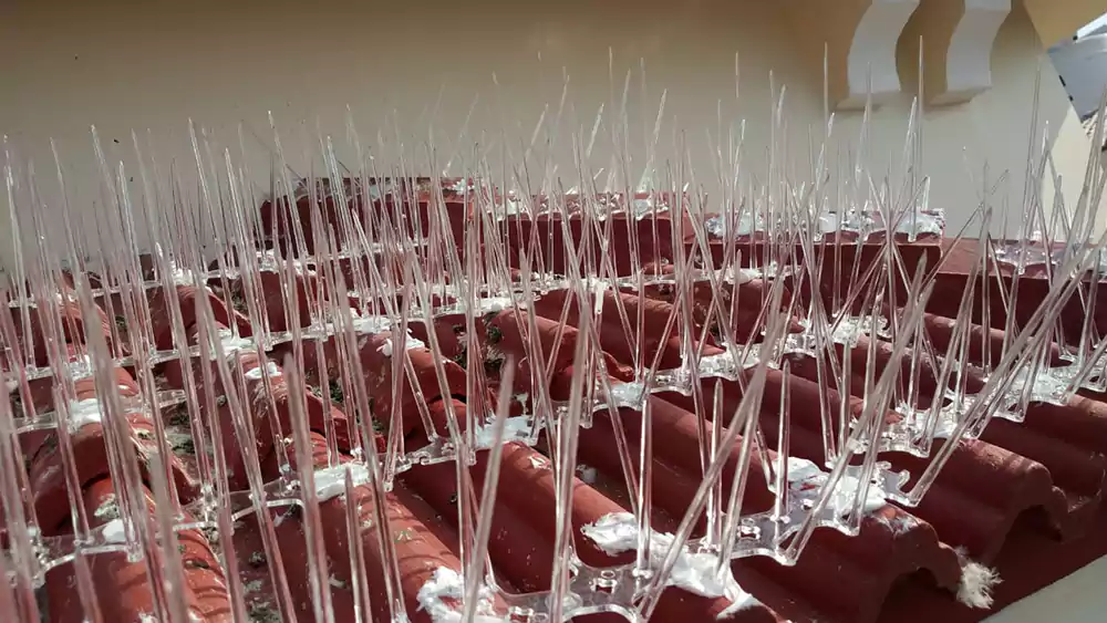 Bird Spikes Installation